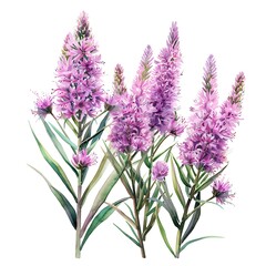Obraz premium Watercolor Liatris Isolated on White Background. Beautiful Liatris Flower