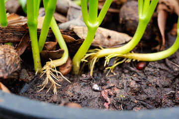 Organic Farming at Home Cultivating Non-toxic Vegetables with Distinctive Leaf Patterns, Promoting Healthy and Eco-friendly Gardening Practices