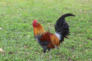 Rooster
