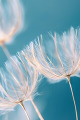A beautiful close-up of a dandelion flower against a blue background
