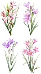 Naklejka premium Set of watercolor Zephyranthes flower isolated on white background 