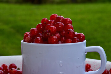 Red currant on green grass background in white cup