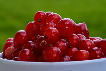 Red currant on green grass background in white cup