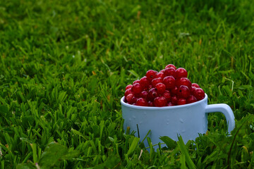Red currant on green grass background in white cup