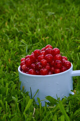 Red currant on green grass background in white cup