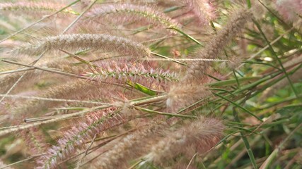 Pennisetum Setaceum Rubrum