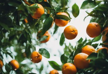 Orange Fruit Falling From Tree