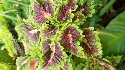 Fototapeta premium beautiful miana leaves