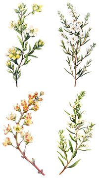 Set of watercolor Waxflower Chamelaucium uncinatum flowerr isolated on white background	