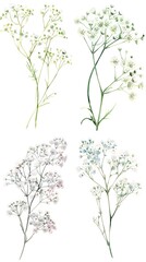 Set of watercolor Babys Breath Gypsophila isolated on white background	