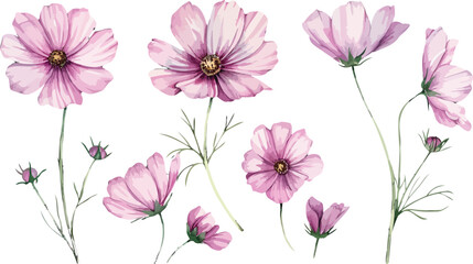 Beautiful Pink Cosmos Flower Isolated on White Background