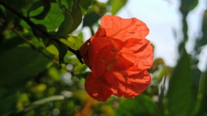 Obraz premium pomegranate flower