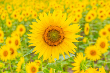 Obraz premium 夏の花 ひまわり