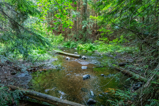 North Fork Skookum Creek from South Skookum Lake Hiking Trail
