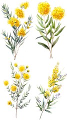 Set of acacia flower watercolor isolated on white background	