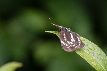 羽を休ませるコミスジ