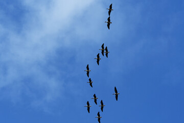 頭上を通過するマガンの群れ