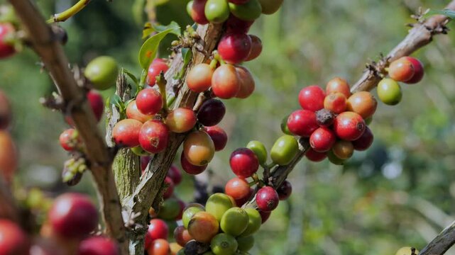 Coffee farm at cloudy day in Indonesia, Bali island. High quality 4k footage