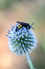 Thistle blossom with encircling crown of delicate flowers.