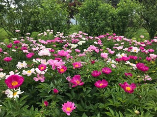 peony blossom