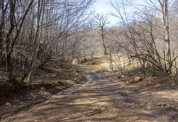 a natural forest road leading to the forest , traveling and walking in nature