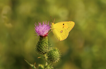 Wild thistle flower blooming in natural meadow