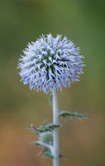 Thistle blossom with encircling crown of delicate flowers.