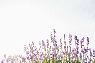 Naklejka premium 逆光のイングリッシュラベンダー