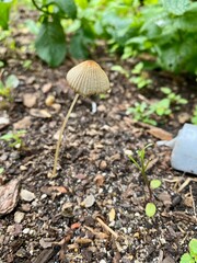 Mushroom(s)