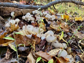 Mushroom(s)