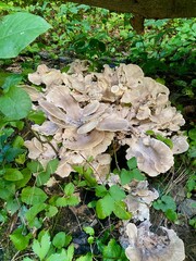 Mushroom(s)