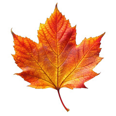 Fototapeta premium Autumn leaf isolated on transparent background