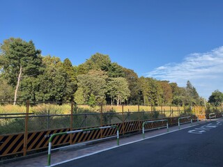 Photo of a walkway lined with trees on a clear day. There is a sidewalk running along a road surrounded by trees in Japan.