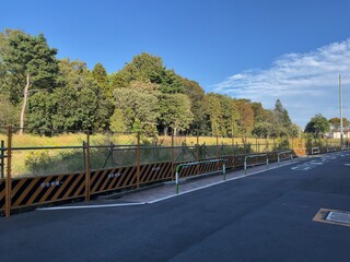 Photo of a walkway lined with trees on a clear day. There is a sidewalk running along a road surrounded by trees in Japan.