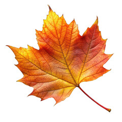 Obraz premium Autumn leaf isolated on transparent background