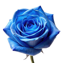 Obraz premium Blue rose isolated on transparent background