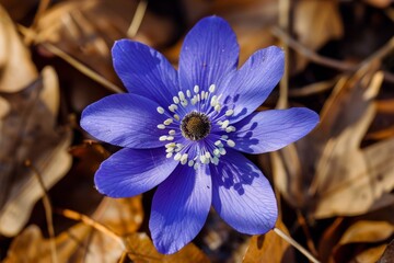 lush forest blue anemones