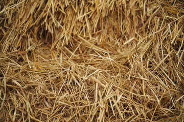 Drought grass yellow. Thread, paper, straw. Texture, back.