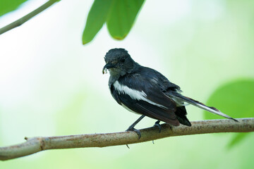 Oriental magpie robin