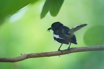Oriental magpie robin