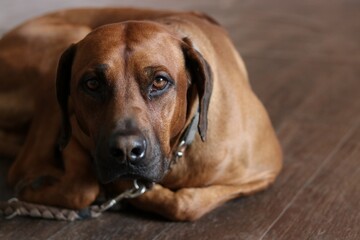 portrait of a dachshund