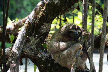 Fototapeta premium portrait of a cute and lazy sloth in the rain forests of panama, arboreal mammal with its slow movements and adorable face hangs in the tropical canopy, embodying the tranquility of the wild