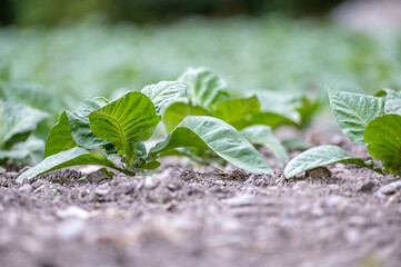 Tobacco plants in fields in summer in Andorra in the Pyrenees