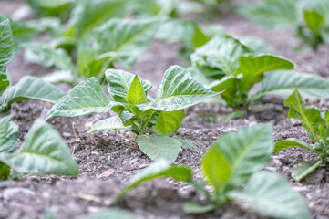 Tobacco plants in fields in summer in Andorra in the Pyrenees