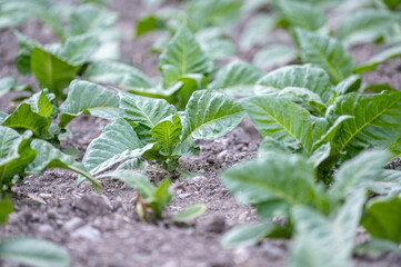 Tobacco plants in fields in summer in Andorra in the Pyrenees