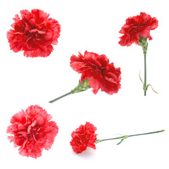 red carnation flower isolated on a white background