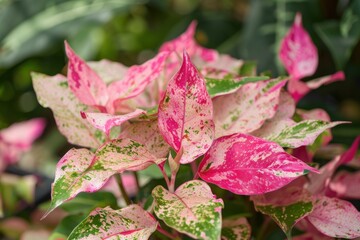 Vivid pink and green leaves of the tropical aglaonema plant growing wild in a garden