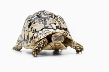 The Leopard Tortoise (Stigmochelys pardalis) is the fourth-largest species of tortoise in the world. The species is found in Africa.