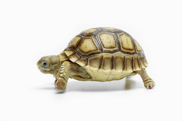 The Sulcata Tortoise or the African Spurred Tortoise (Centrochelys sulcata), is the third-largest species of tortoise in the world and and the largest mainland tortoise.