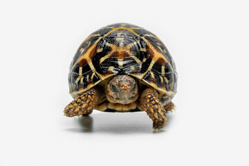 The Indian Star Tortoise (Geochelone elegans) is a tortoise species native to India, Pakistan and Sri Lanka.